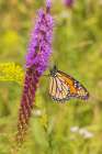 Monarch on prairie blazing star, Rock Cave Nature Preserve, Effingham County, Illinois. Art Print
